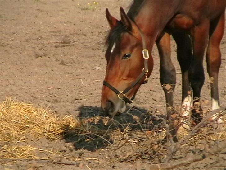 Dansk Varmblod Desaro billede 11