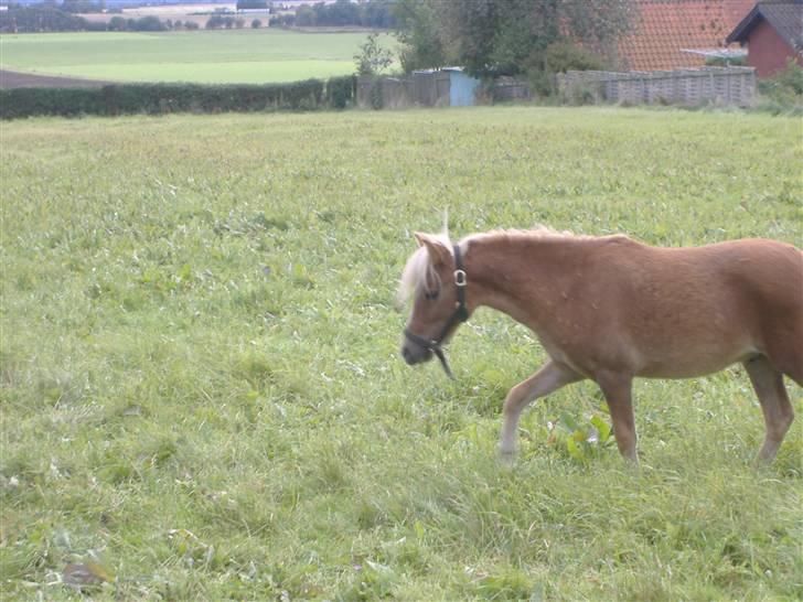 Anden særlig race Oliver - Har lige lukket ham på fold... billede 4