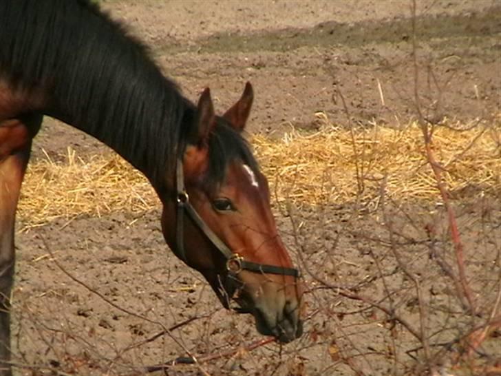 Dansk Varmblod Desaro billede 12