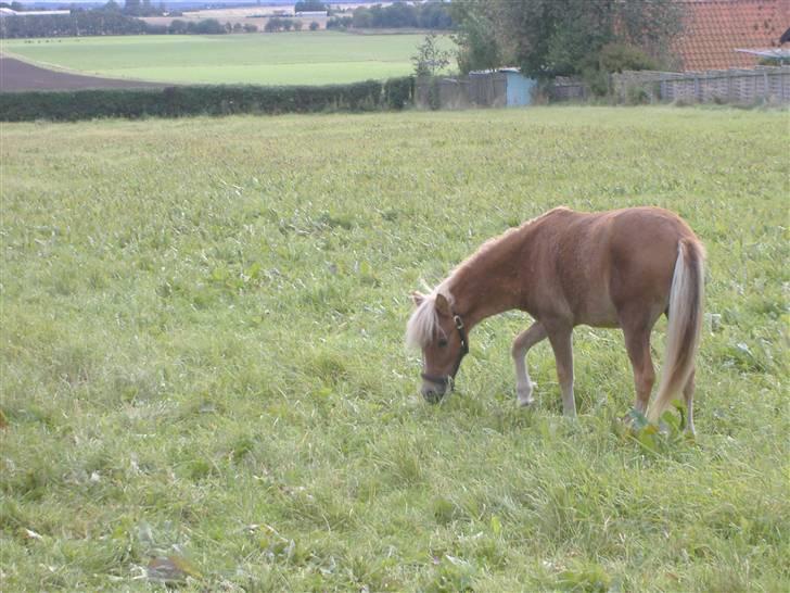 Anden særlig race Oliver - Er lidt afventende...  billede 5