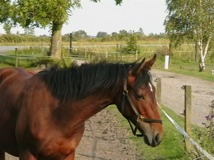 Dansk Varmblod Desaro billede 13