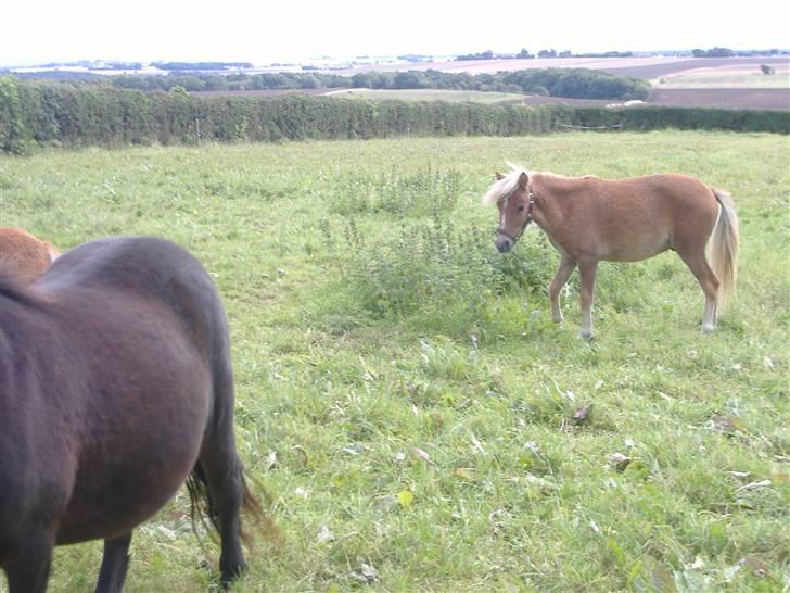 Anden særlig race Oliver - De to der... Er de farlige? billede 6