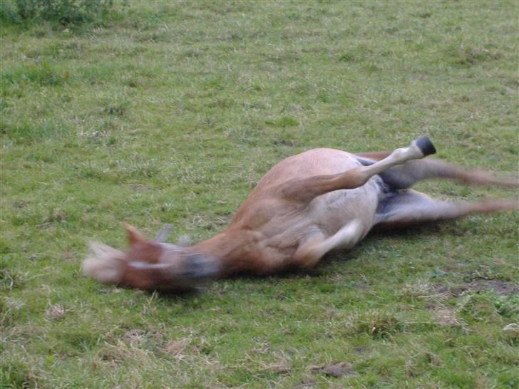 Anden særlig race Oliver - JUUBIIII::: det her er bare dejligt :-) billede 7