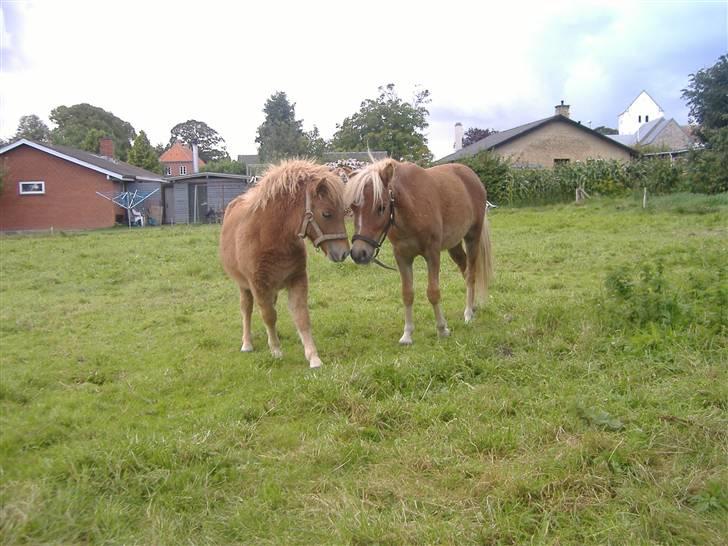 Anden særlig race Oliver - Lady og Oliver... Bedste venner... billede 8