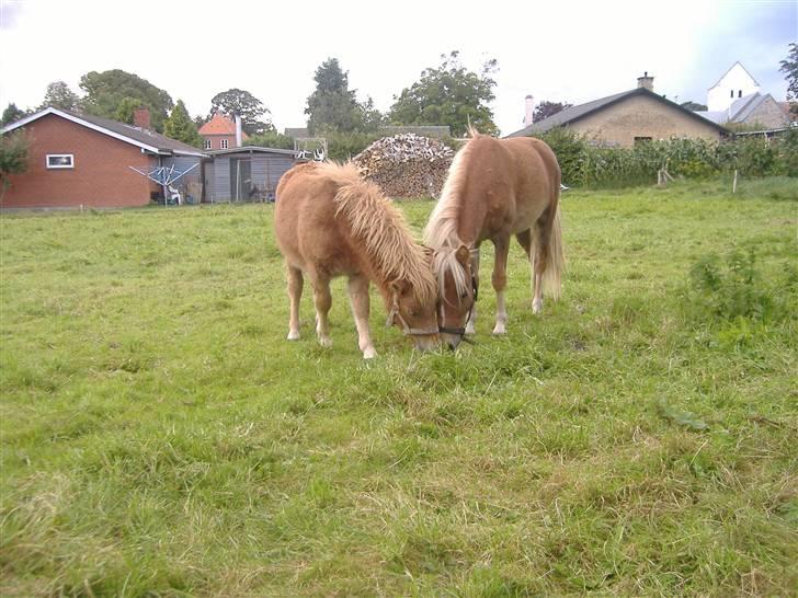 Anden særlig race Oliver - Lady viser lige hvor det bedste græs er... billede 9
