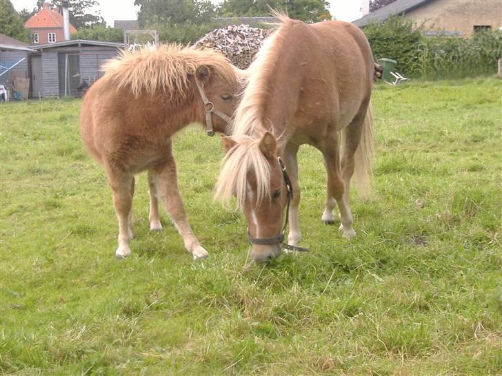 Anden særlig race Oliver - Man må vel snuse?? billede 10