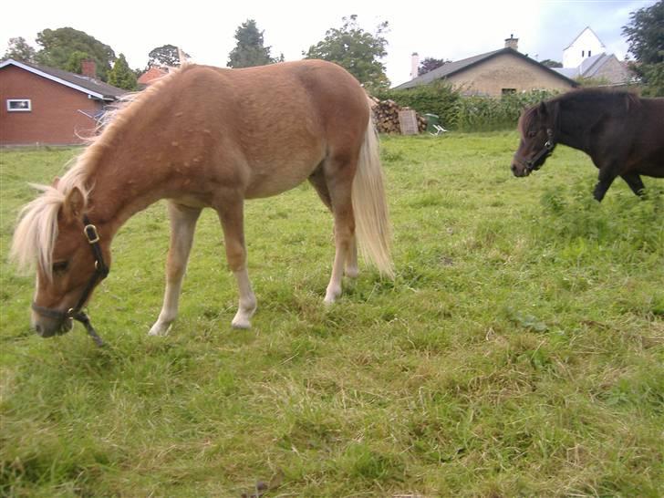Anden særlig race Oliver - Jeg har ikke set hende..  billede 11