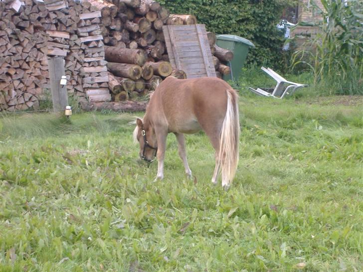 Anden særlig race Oliver - går lige lidt for mig selv... billede 12