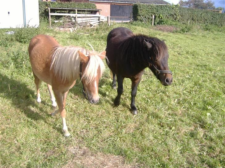 Anden særlig race Oliver - Sisi og Oliver.. Uden at de skaber sig :-) billede 13