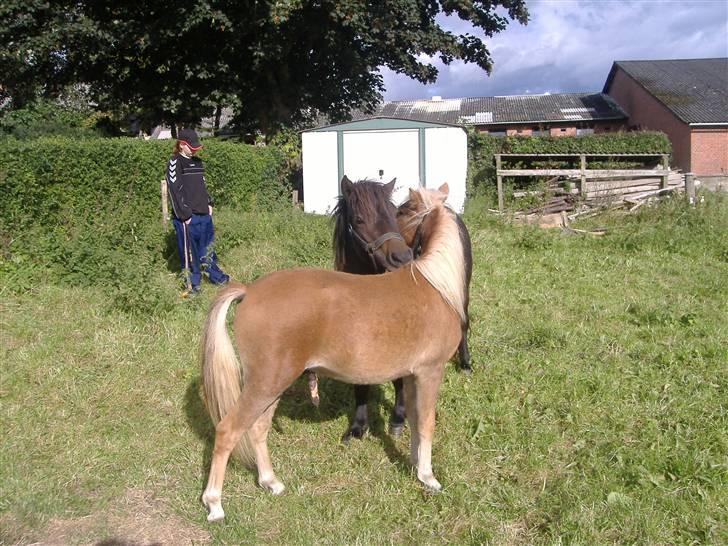 Anden særlig race Oliver - Vi kan godt være søde ved hinanden... en gang imellem billede 14
