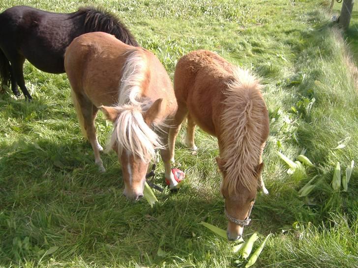 Anden særlig race Oliver - Sagde du mad??? billede 15