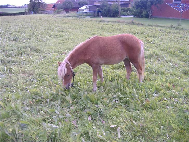 Anden særlig race Oliver - Jeg har fået min grime trukket over næsen!!! Jubiii... Snydt igen "mor"... billede 16