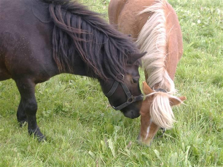 Anden særlig race Oliver - Jeg fortæller ikke hvordan jeg får den af..  :-) billede 17