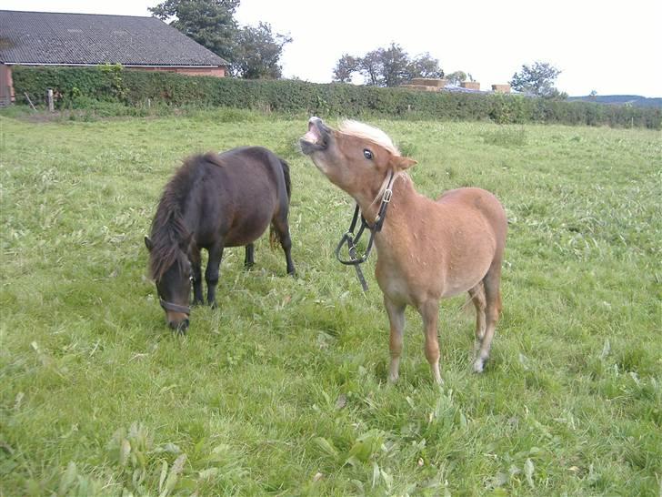 Anden særlig race Oliver - Se mig... Det er mig der bestemmer... Tror jeg nok billede 18