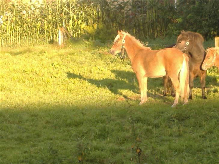 Anden særlig race Oliver - Morgenstund har guld i mund billede 19