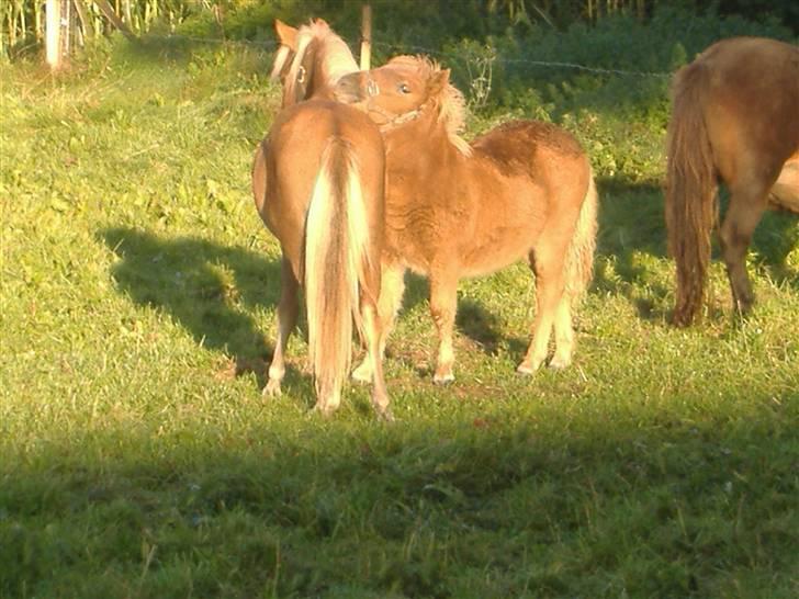 Anden særlig race Oliver - Endnu et hygge-godmorgen billede... billede 20