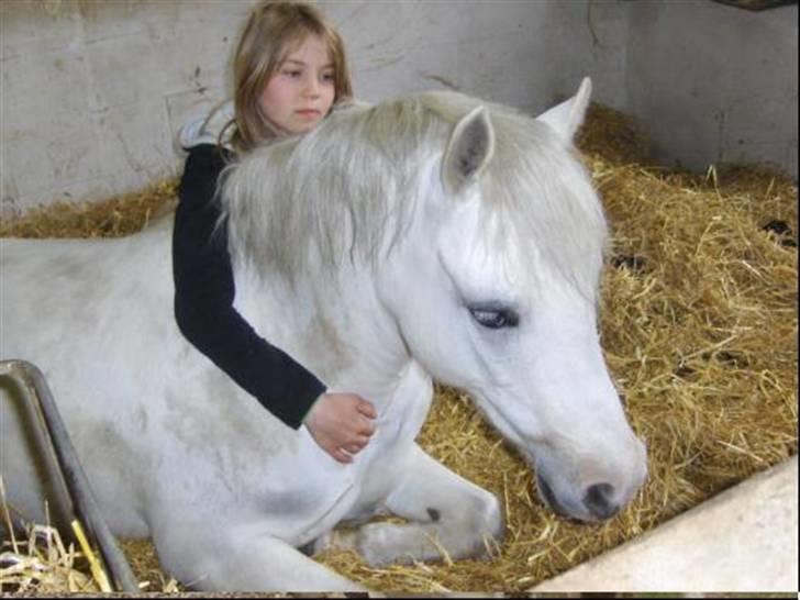 Welsh Pony af Cob-type (sec C) Fakla Chico  - Sabrina og Fakla Chico marts 2008.04.20 billede 17