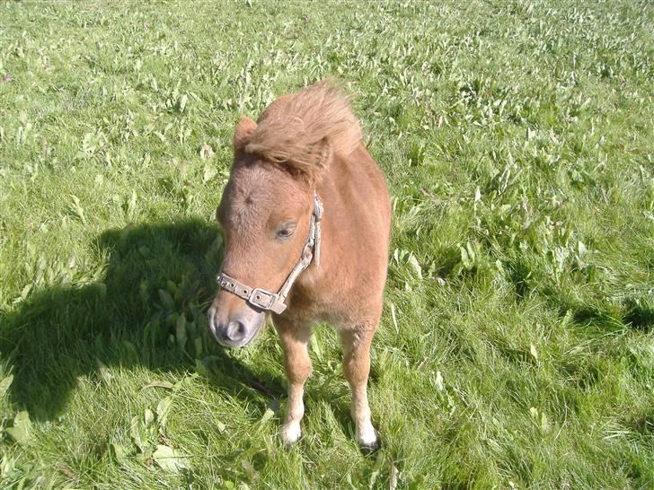 Anden særlig race Lady - Vind i håret :-) 10/9 2007 billede 8