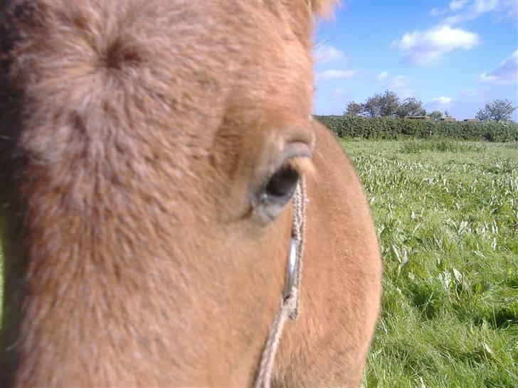 Anden særlig race Lady - NÆRbillede.. 10/9 2007 billede 9