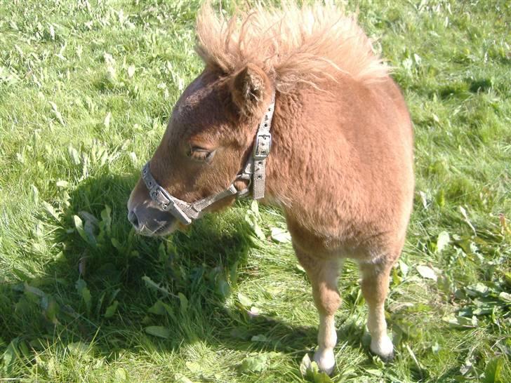 Anden særlig race Lady - Hehe.. Mere vind i håret.. Hun er bare skøn billede 10