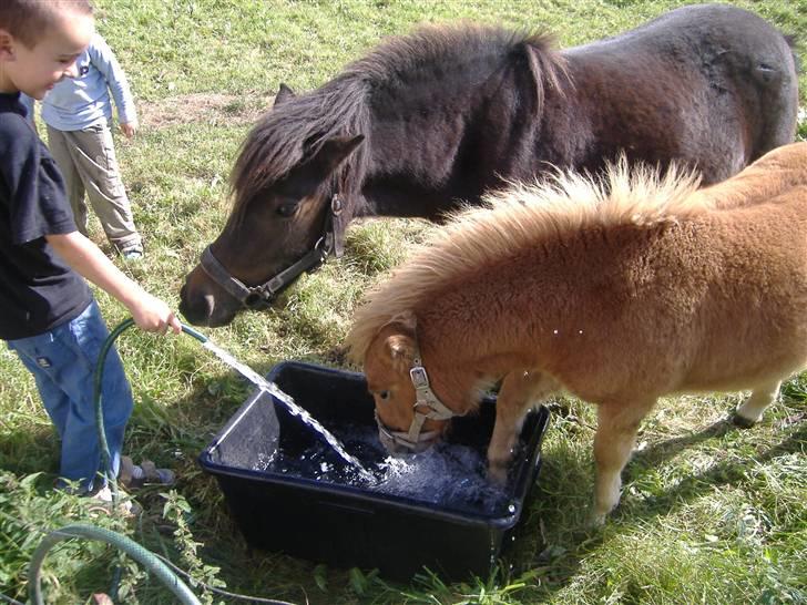 Anden særlig race Lady - Hun skal bare have den ene hov i vandet??? billede 11