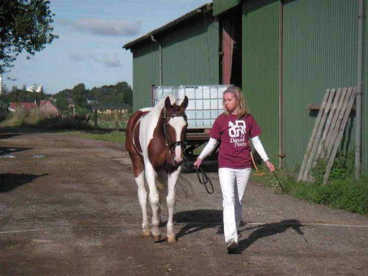 Pinto Padega billede 6