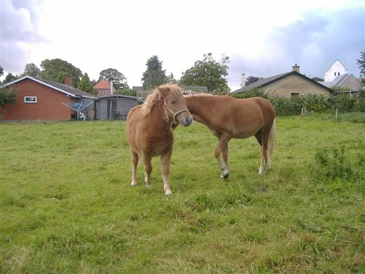 Anden særlig race Lady - Oliver og Lady. oliver er lige kommet på fold. første gang de ser hinanden billede 12