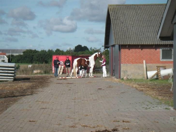 Pinto Padega billede 7