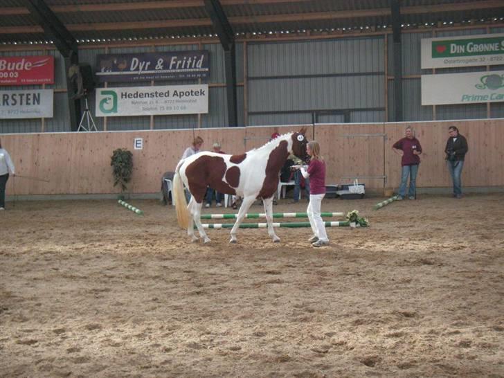 Pinto Padega billede 8