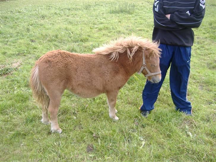 Anden særlig race Lady - Min lille "vovse" Hun mænger sig når hun mener det er tid til at blive snakket med.. billede 14