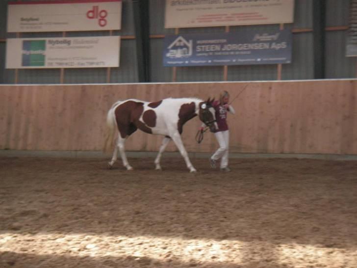 Pinto Padega billede 9