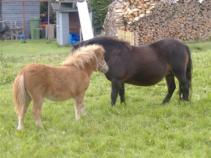 Anden særlig race Lady - Mor Sisi og Lady billede 15