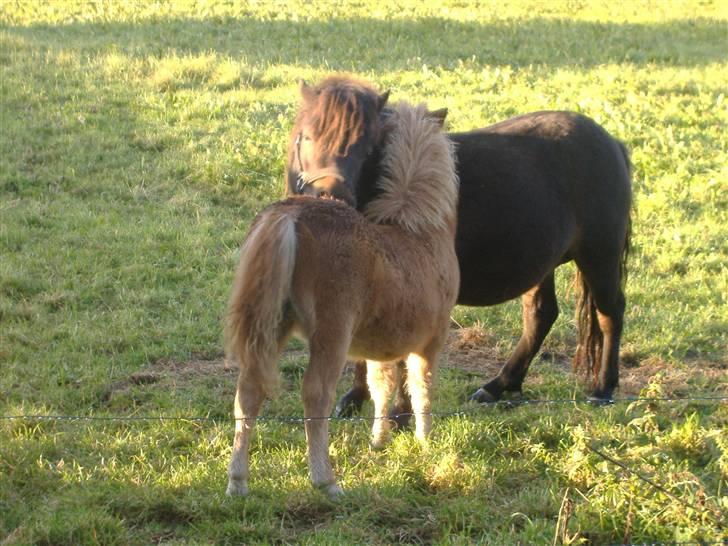 Anden særlig race Lady - Nu er hun høj nok, til at give mor en kærlig tur :-) billede 16