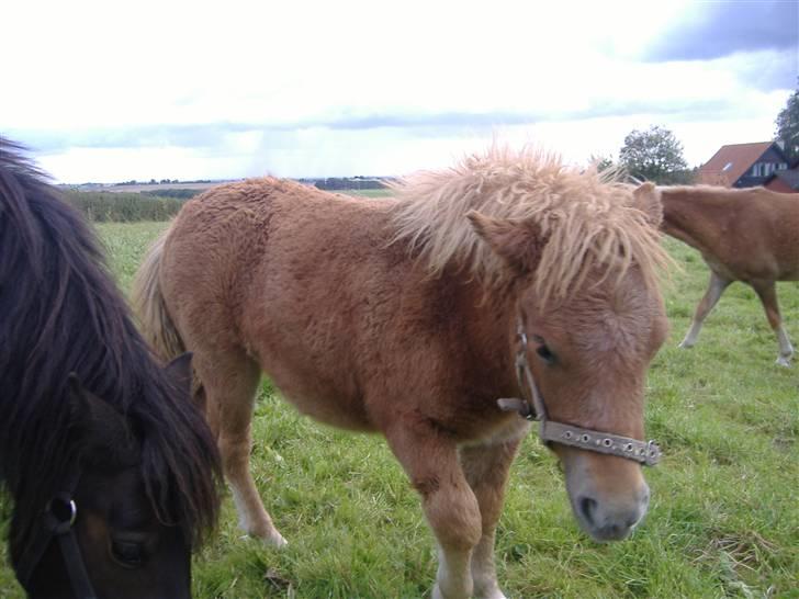 Anden særlig race Lady - Hun er bare skøn :-) billede 17