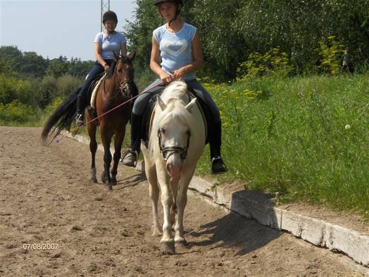 Welsh Pony (sec B) Rosengårdens Nakuma*solgt - Efter en Lang dressur time :) Du perfekt skat billede 9