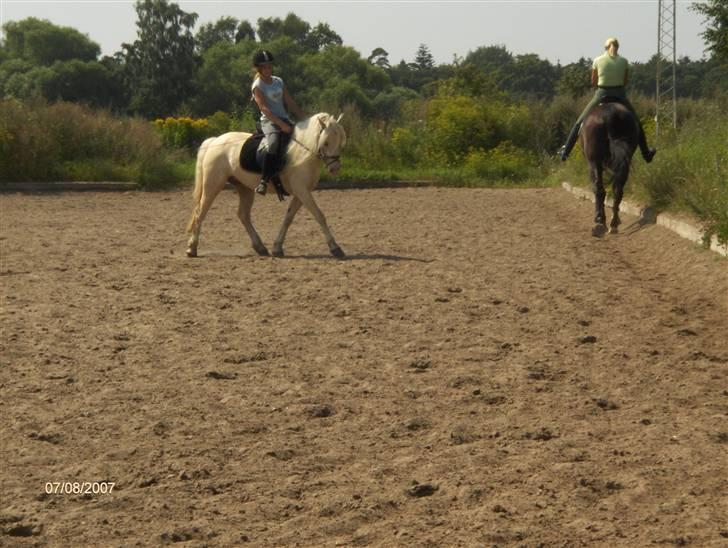 Welsh Pony (sec B) Rosengårdens Nakuma*solgt - Fordi: Vi rider undervisning i dressur :D  billede 10