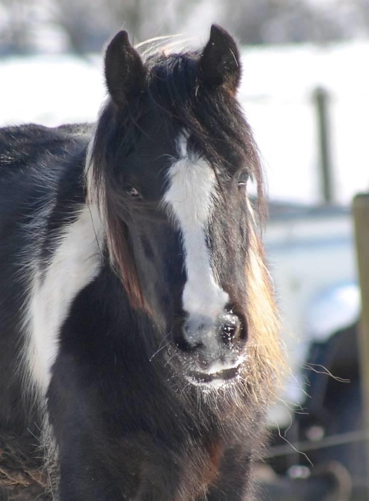 Irish Cob Axelved's Knightmare billede 12