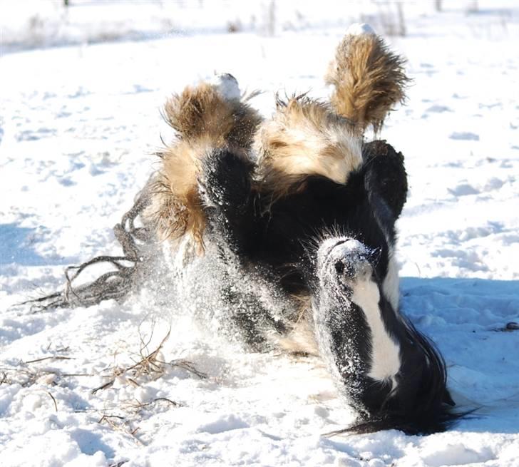 Irish Cob Axelved's Knightmare billede 14