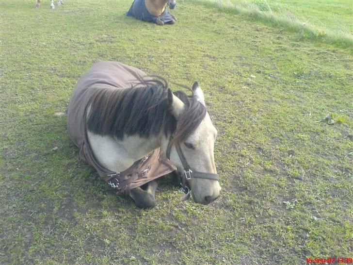 Anden særlig race Kikki - Kikki ligger ned på marken <33 billede 16