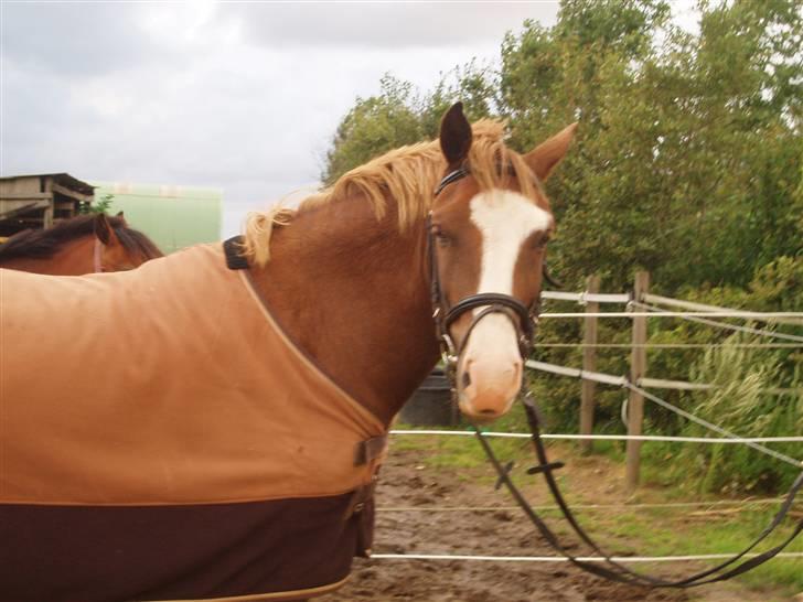 New Forest Kroghøj's Martell  billede 4