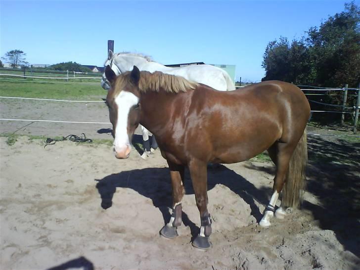 New Forest Kroghøj's Martell  billede 7