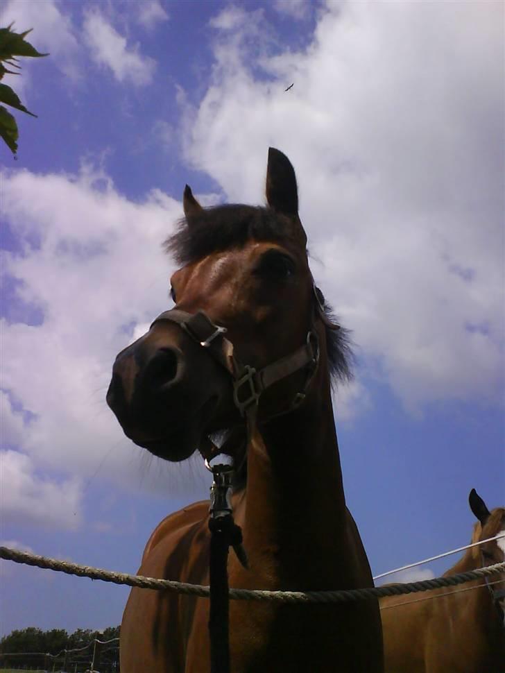 New Forest Agerboes Coco billede 9