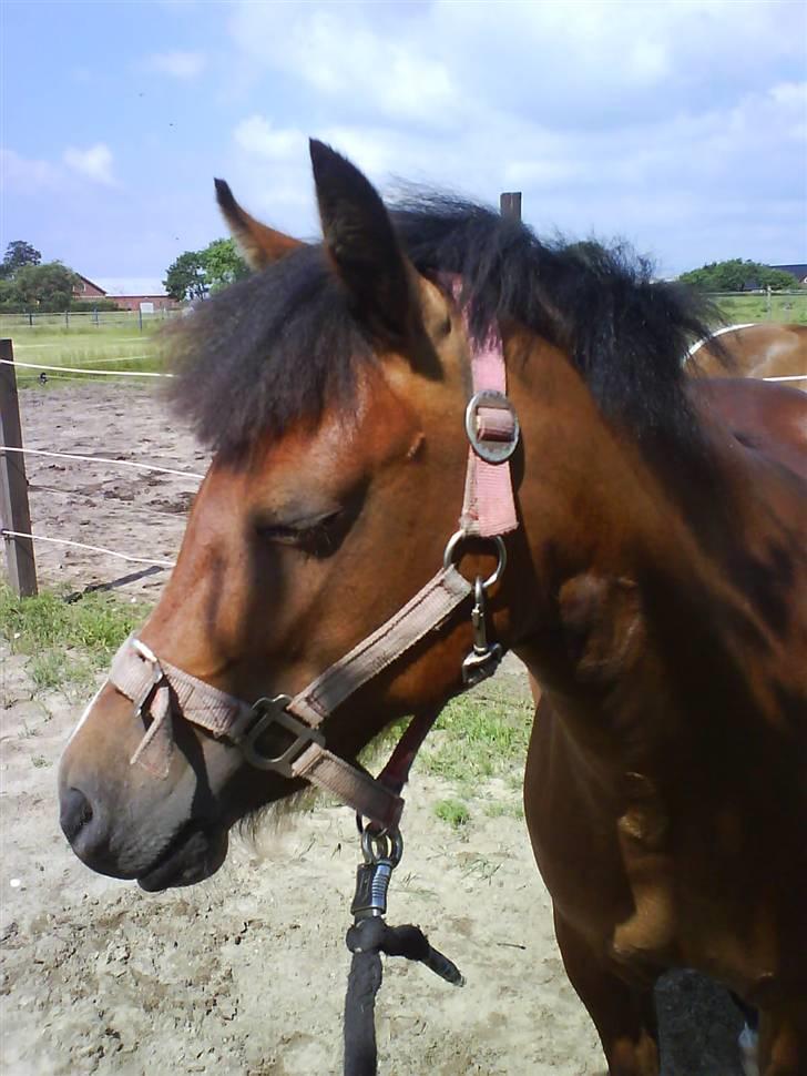 New Forest Agerboes Coco billede 10