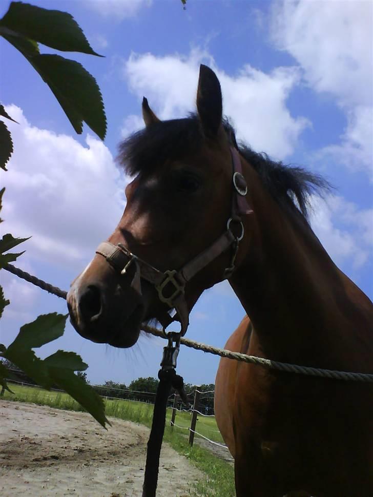 New Forest Agerboes Coco billede 11