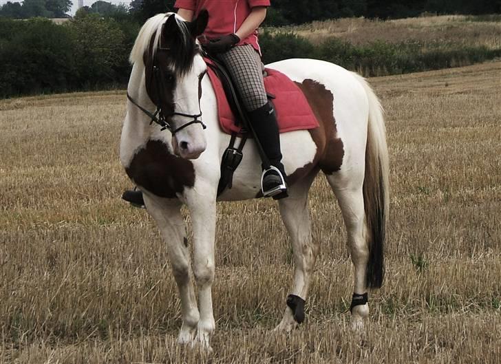 Anden særlig race Bronco - solgt. - Bronco & jeg - du er mit liv nu. :ii billede 10