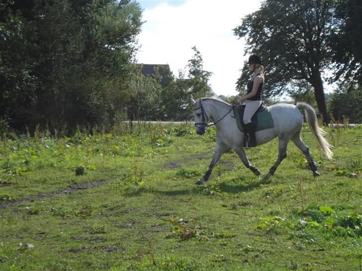 Anden særlig race Madeleine billede 1
