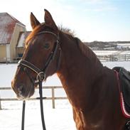 Gelderland Ornando - *RIP*