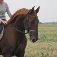 Gelderland Ornando - *RIP*