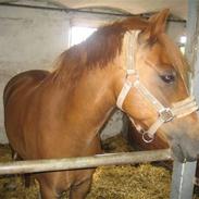 Anden særlig race Bubber