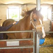 Anden særlig race Bubber